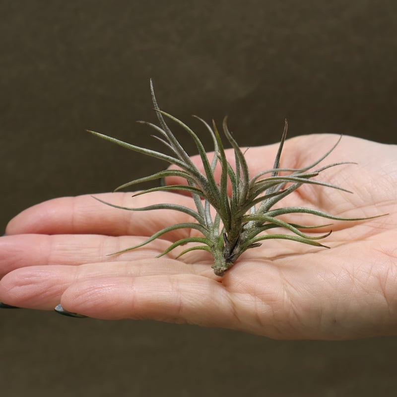 バンデンシス 12号 | air-plants TENGU-DO