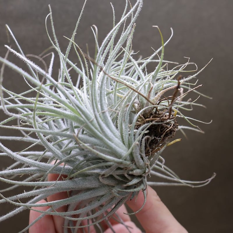 エアプランツ　チランジア　テクトラム　クランプ テクトラム クランプ 05号 | air-plants TENGU-DO