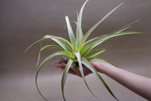 パドレ（ローランドゴッセリニーxチアペンシス）04号 | air-plants