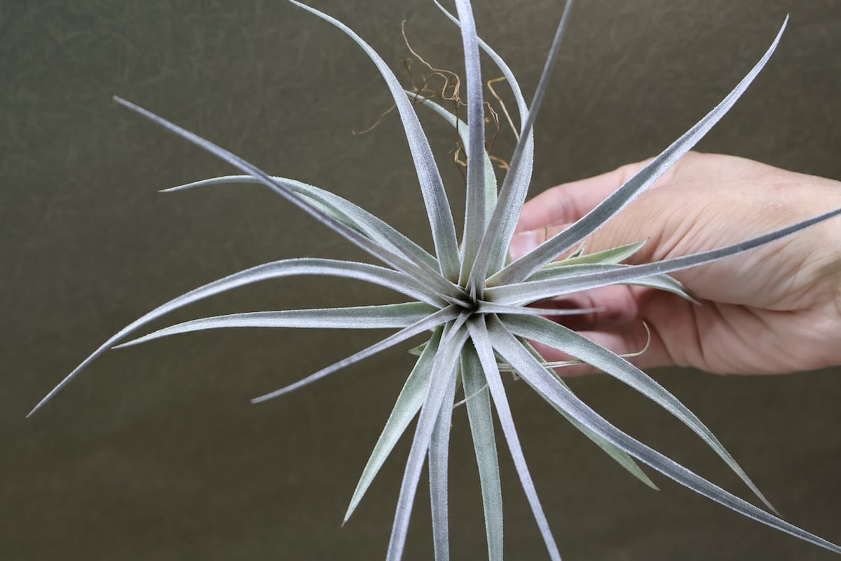 レクルビフォリア × ガルドネリ 12号 | air-plants TENGU-DO