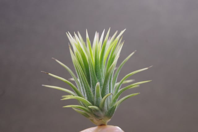イオナンタ アルボマージナータ Sサイズ 37号 | air-plants TENGU-DO イオナンタ アルボマージナータ Sサイズ 37号 | air-plants TENGU-DO