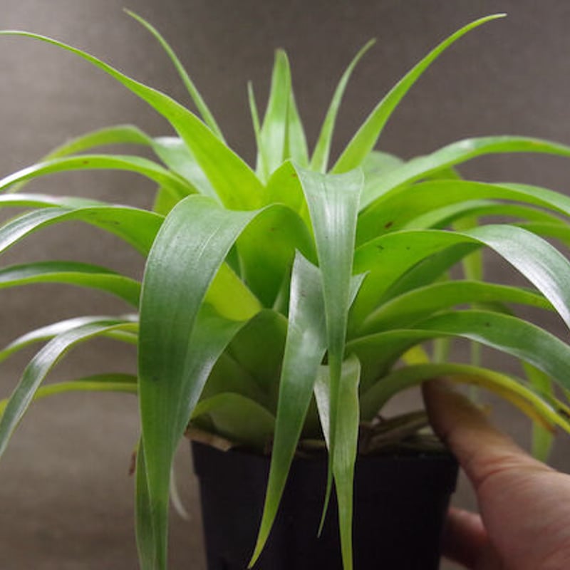 サマンサ 06号 ※送料込 | air-plants TENGU-DO