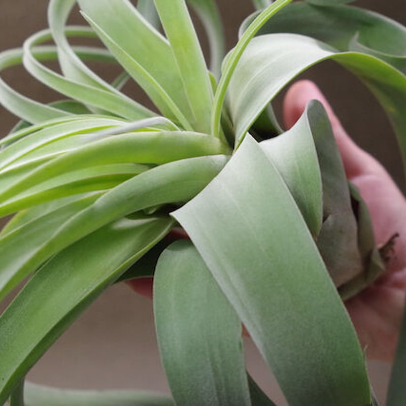 キセログラフィカ × ストレプトフィラ 01号 | air-plants TENGU-DO