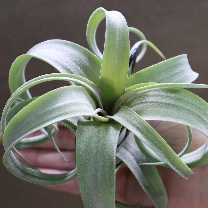 カーリースリム（インターメディア×ストレプトフィラ）Sサイズ54号