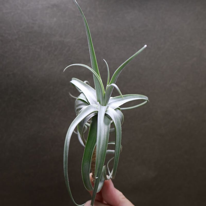 デュラティ×ガルドネリ 04号 | air-plants TENGU-DO
