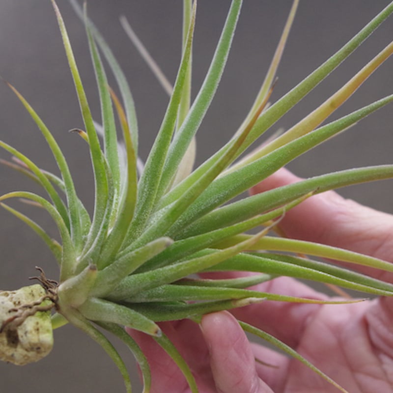 ノバキー × イオナンタ ウアメルラ 01号 | air-plants TENGU-DO
