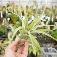 フンキアナ クランプ 27号 | air-plants TENGU-DO