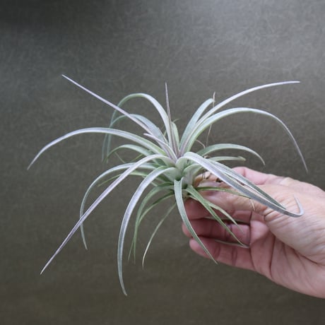 CATEGORY エアープランツ（ティランジア） | air-plants TENGU-DO