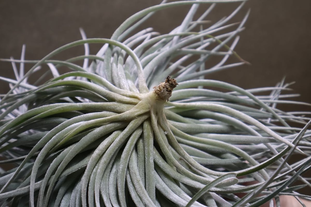 コットンキャンディ クランプ 27号 | air-plants TENGU-DO