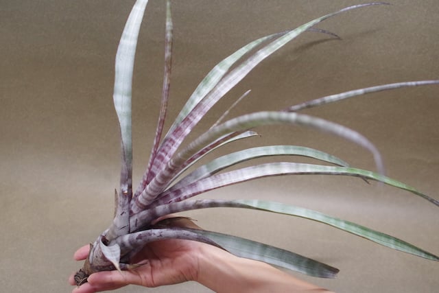 【現品】チランジア・ヒルダエ 　ティランジア・ヒルダエ　７号　B4番 ヒルダエ Lサイズ04号 | air-plants TENGU-DO