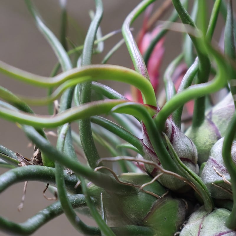 ブルボーサ クランプ 24号 | air-plants TENGU-DO