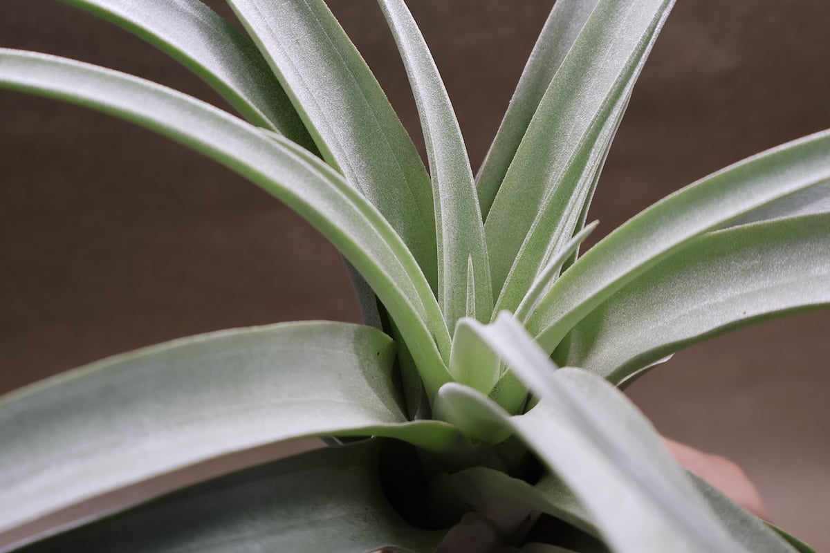 パドレ（ローランドゴッセリニーxチアペンシス）05号 | air-plants