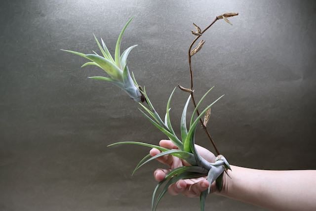 フレクスオーサ ヴィヴィパラ 14号 | air-plants TENGU-DO