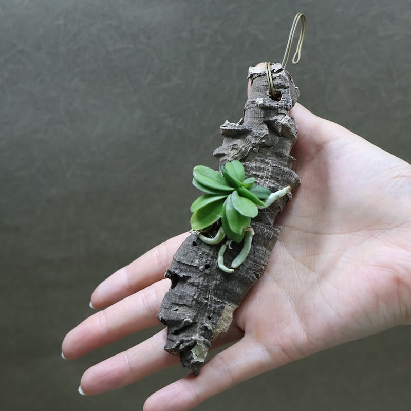 ショエノルキス フラグランス 25号 | air-plants TENGU-DO