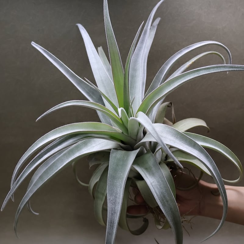 ベアコレアーレ（ストレプトフィラ x チアペンシス）05号 | air-plants