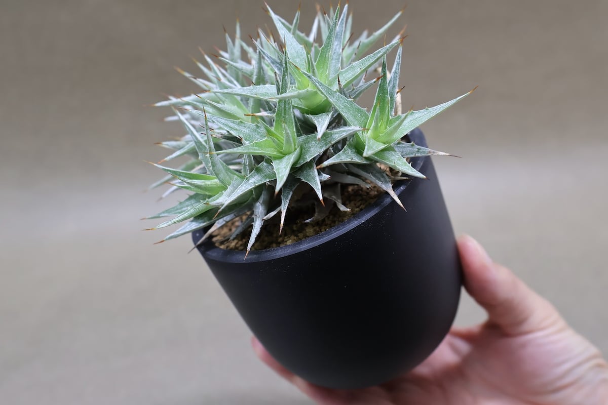 デウテロコニア ローレンツィアナ 13号 | air-plants TENGU-DO