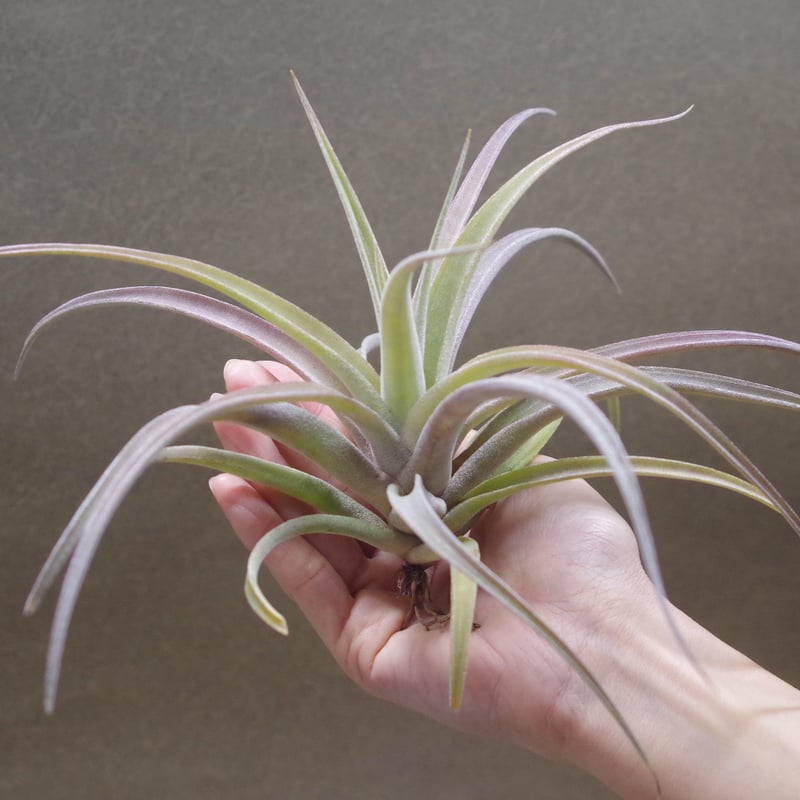 ベアコレアーレ × ノバキー 02号 | air-plants TENGU-DO