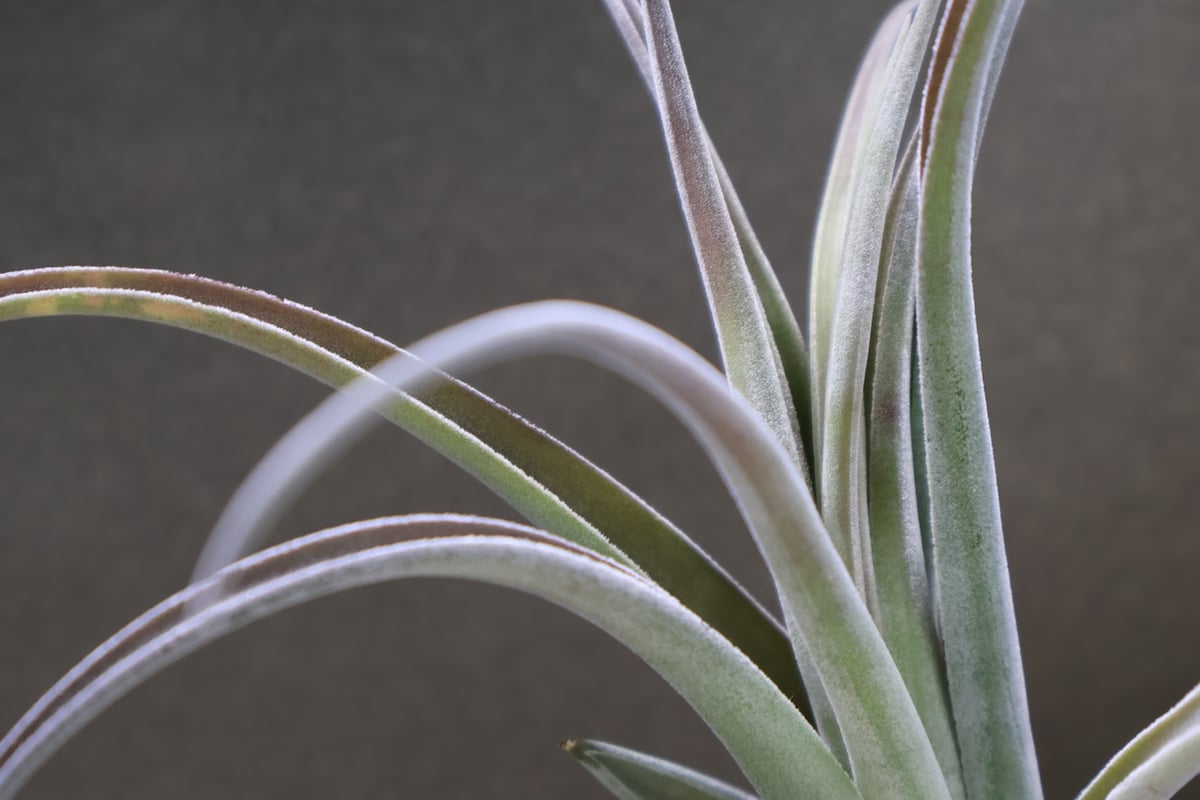 チアペンシス × カプトメドーサエ 03号 | air-plants TENGU-DO