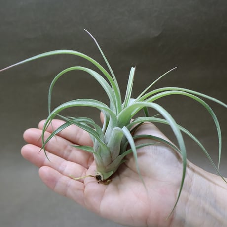 CATEGORY エアープランツ（ティランジア） | air-plants TENGU-DO