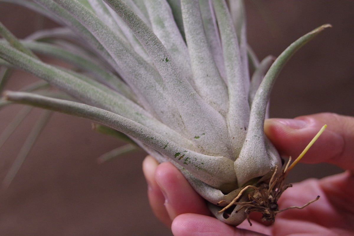 カピタータ オレンジ × イオナンタ 04号 | air-plants TENGU-DO