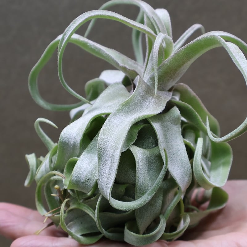 ストレプトフィラ 22号 | air-plants TENGU-DO