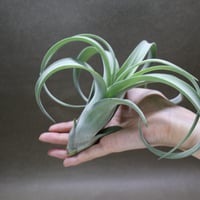ロドセファラ 01号 | air-plants TENGU-DO