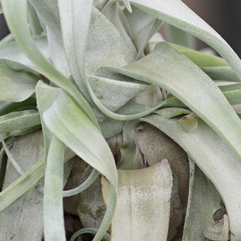 スタッフ特選】ストレプトフィラ・ベリーズ XL | air-plants スタッフ特選】ストレプトフィラ・ベリーズ XL | air-plants