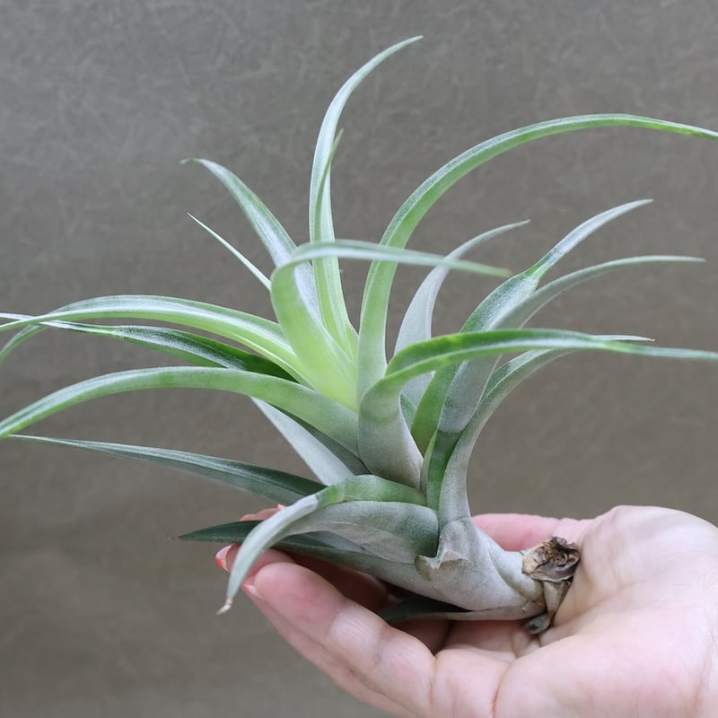 チランジア フレクスオオサピピパラ。 チランジア フレクスオオサピピパラ。