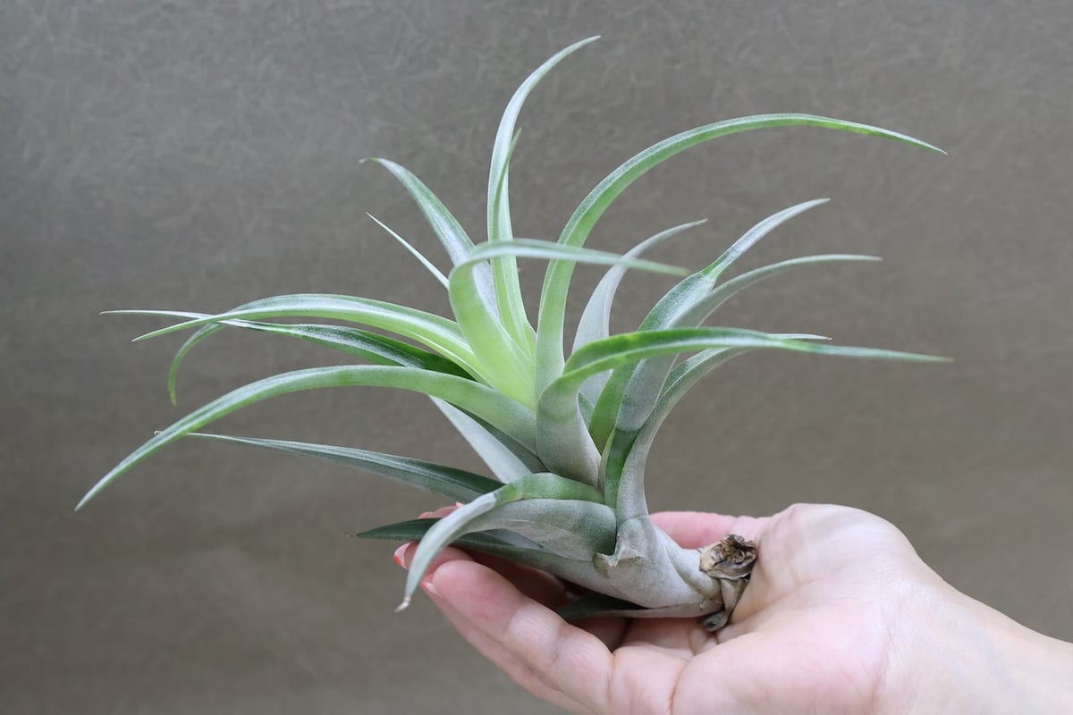 チランジア　フレクスオーサ　2種類セット　速達 フレクスオーサ ヴィヴィパラ 22号 | air-plants TENGU-DO