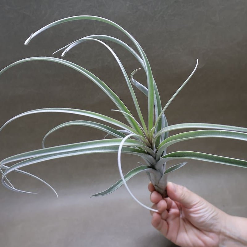 エクセルタxカピタータ ドミンゲンシス 05号 | air-plants TENGU-DO