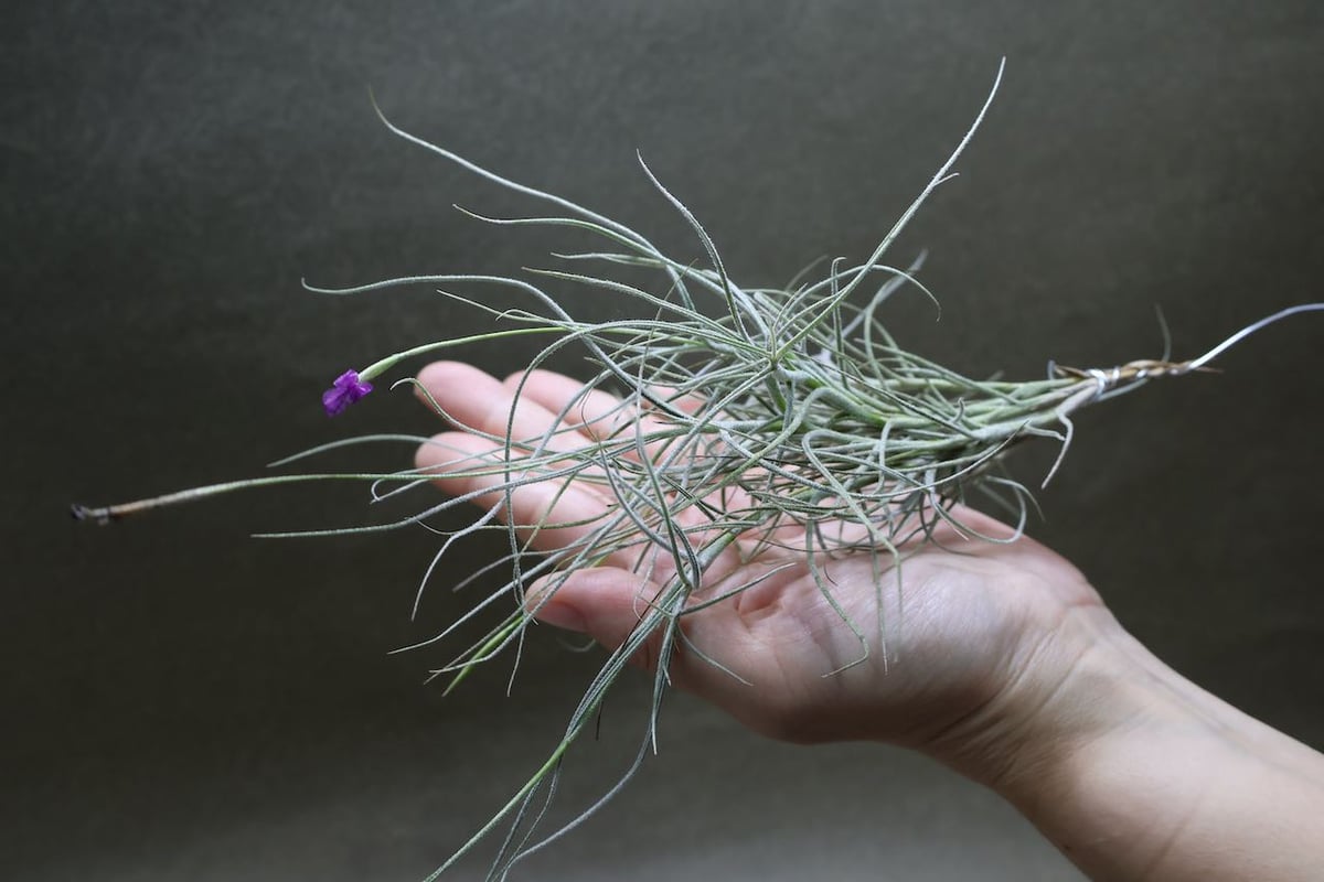 マレモンティ 19号 | air-plants TENGU-DO