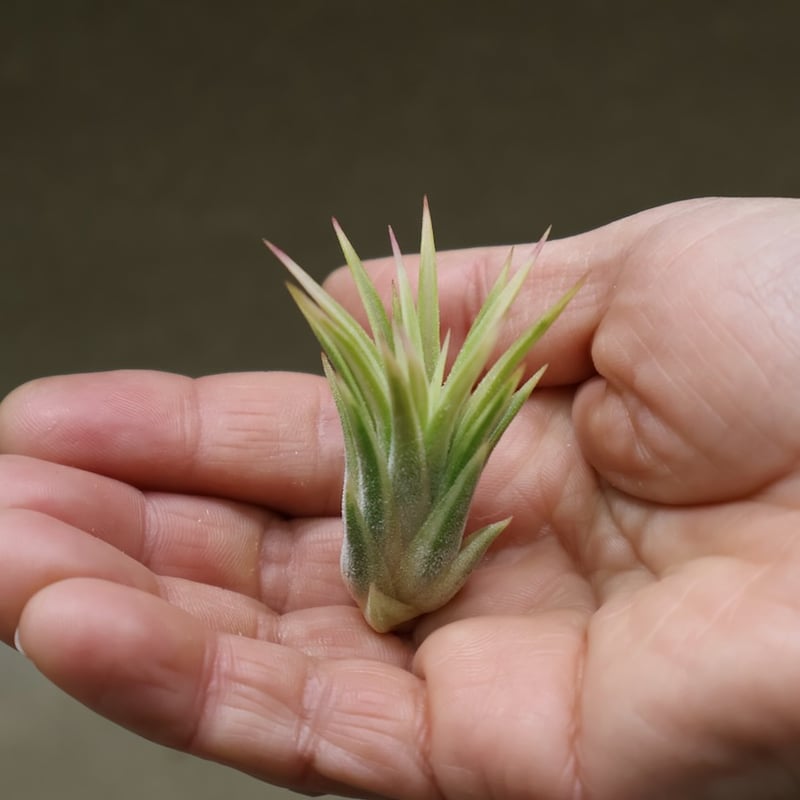 イオナンタ アルボマージナータ Sサイズ 45号 | air-plants TENGU-DO