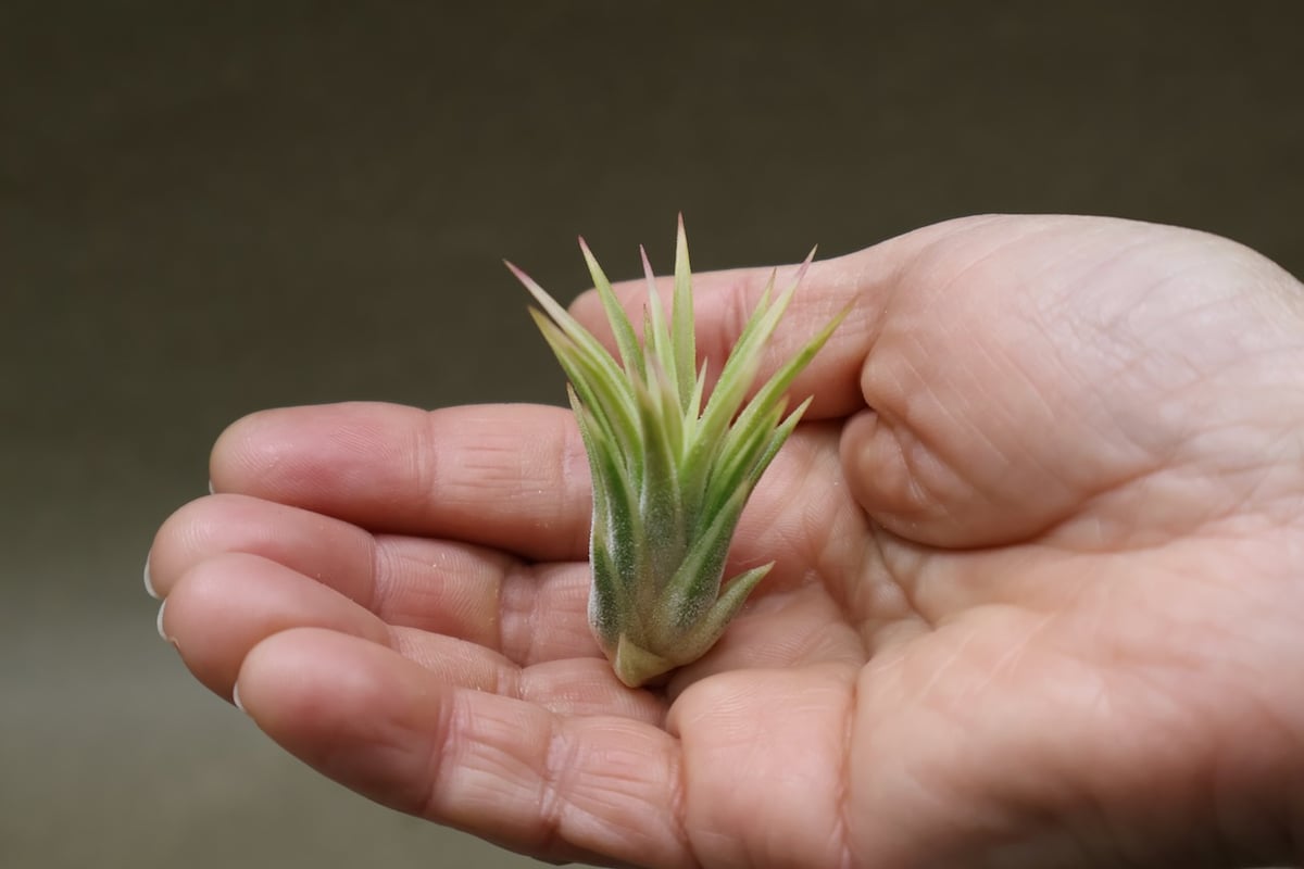 イオナンタ アルボマージナータ Sサイズ 45号 | air-plants TENGU-DO
