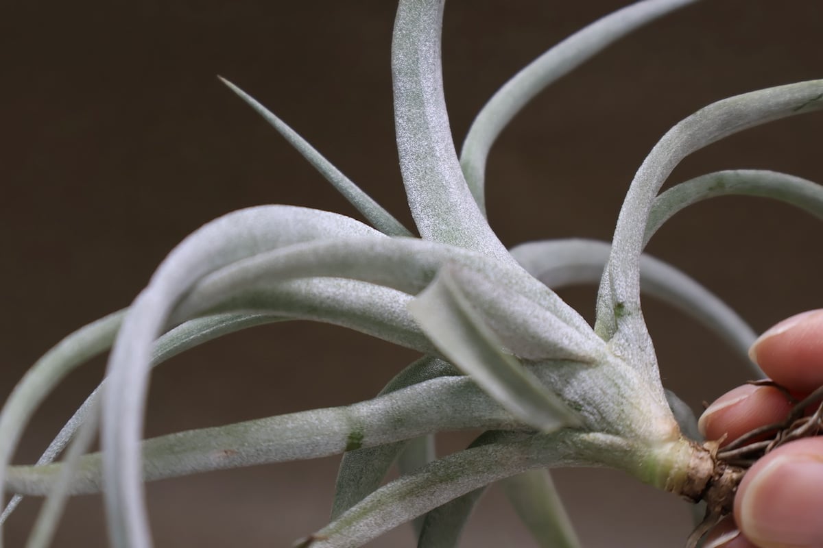 超希少❗️交配種❗️チランジア　メアリーZ チアペンシス×ローランドゴッセリーニ✨ 超希少❗️交配種❗️チランジア メアリーZ チアペンシス×ローランド