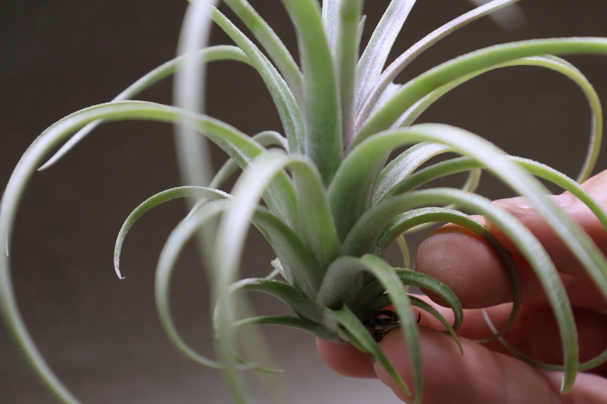 エクセルタ × イオナンタロン 03号 | air-plants TENGU-DO