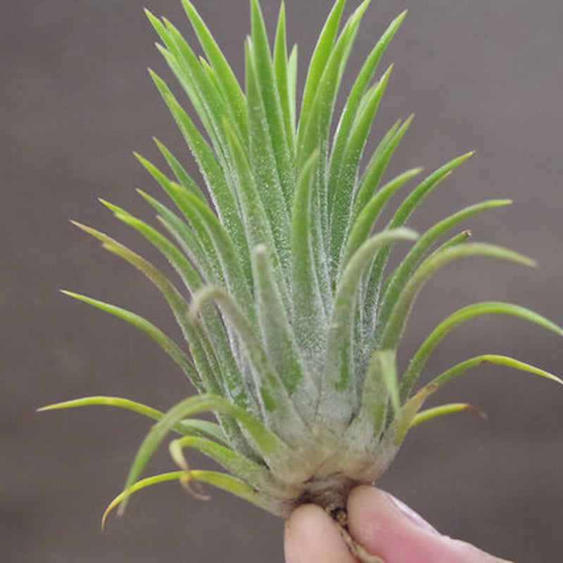 【みぃこどん】Tillandsia 4点セット Living On Air - Tillandsia Mystic Haze (T. albertiana X T