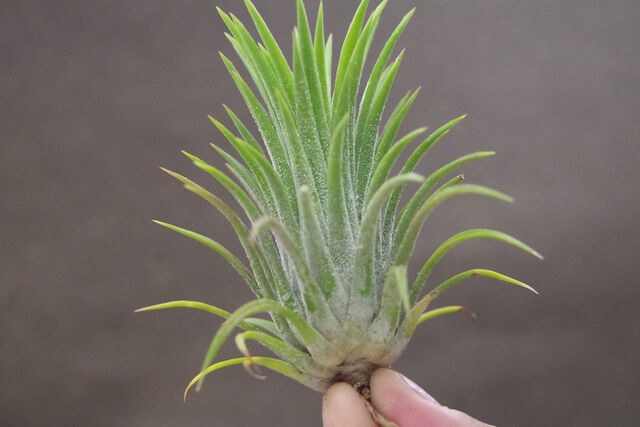 【みぃこどん】Tillandsia 4点セット TX417 Tillandsia 'Pink Delight' (T. achyrostachys X