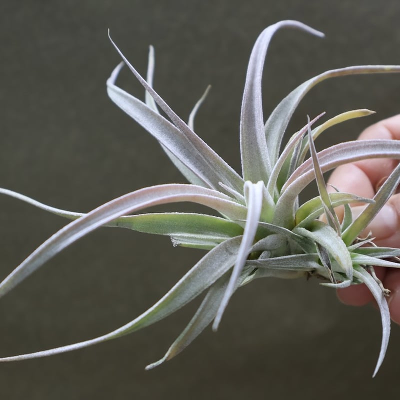 チアペンシス ギガンテスコ 22号 | air-plants TENGU-DO