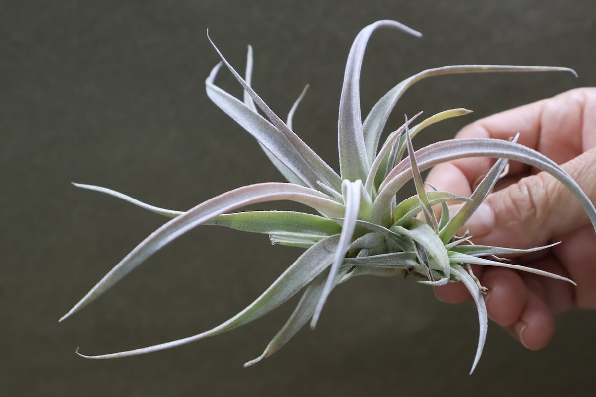 チアペンシス ギガンテスコ 22号 | air-plants TENGU-DO