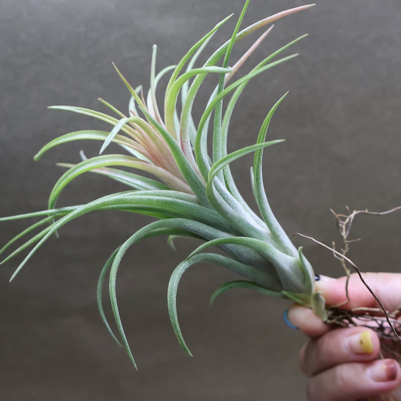 ヴィクトリア（イオナンタ×ブラキカウロス） 10号 | air-plants TENGU-DO