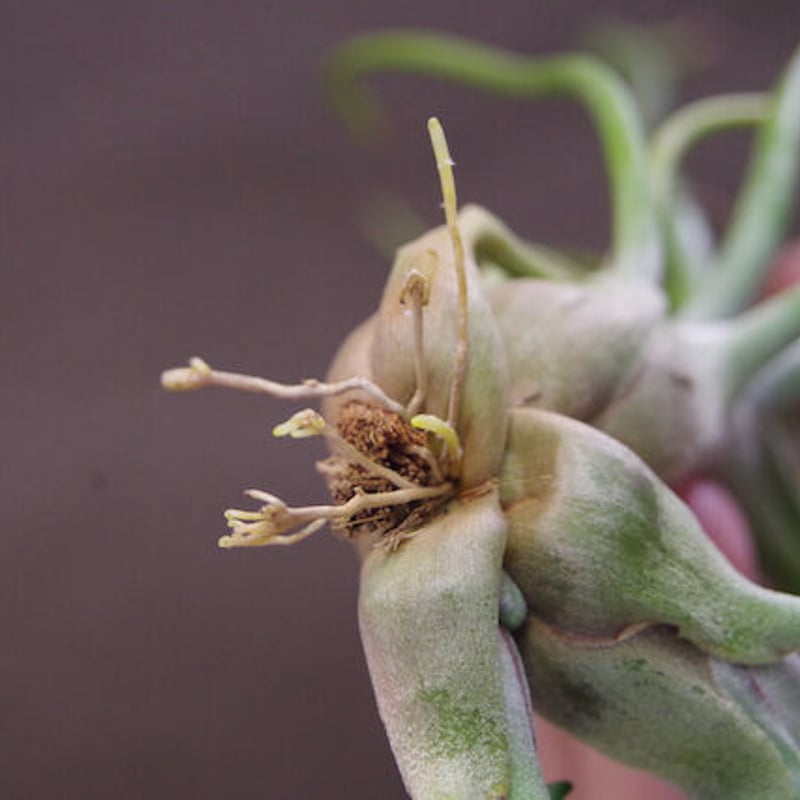 s*i様 チランジアハイブリッド s*i様 チランジアハイブリッド