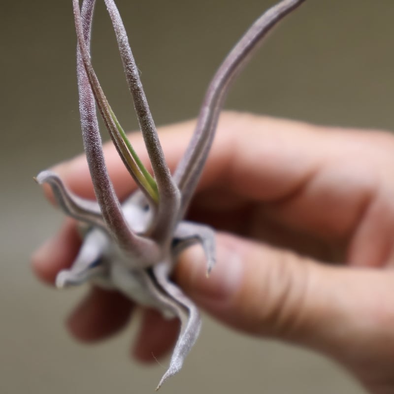 セレリアナ × ブルボーサ 10号 | air-plants TENGU-DO