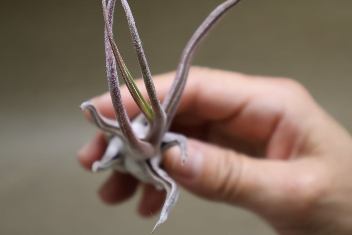 セレリアナ × ブルボーサ 10号 | air-plants TENGU-DO