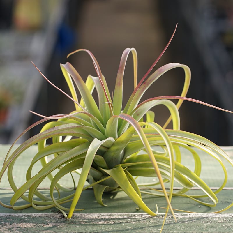 スタッフ特選】ブラキカウロス × ストレプトフィラ | air-plants TENGU-DO