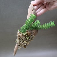 アングレクム ディスティクム 01号
