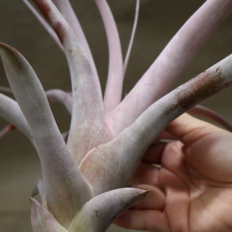キセログラフィカ ×カピタータ マロン 07号 | air-plants TENGU-DO