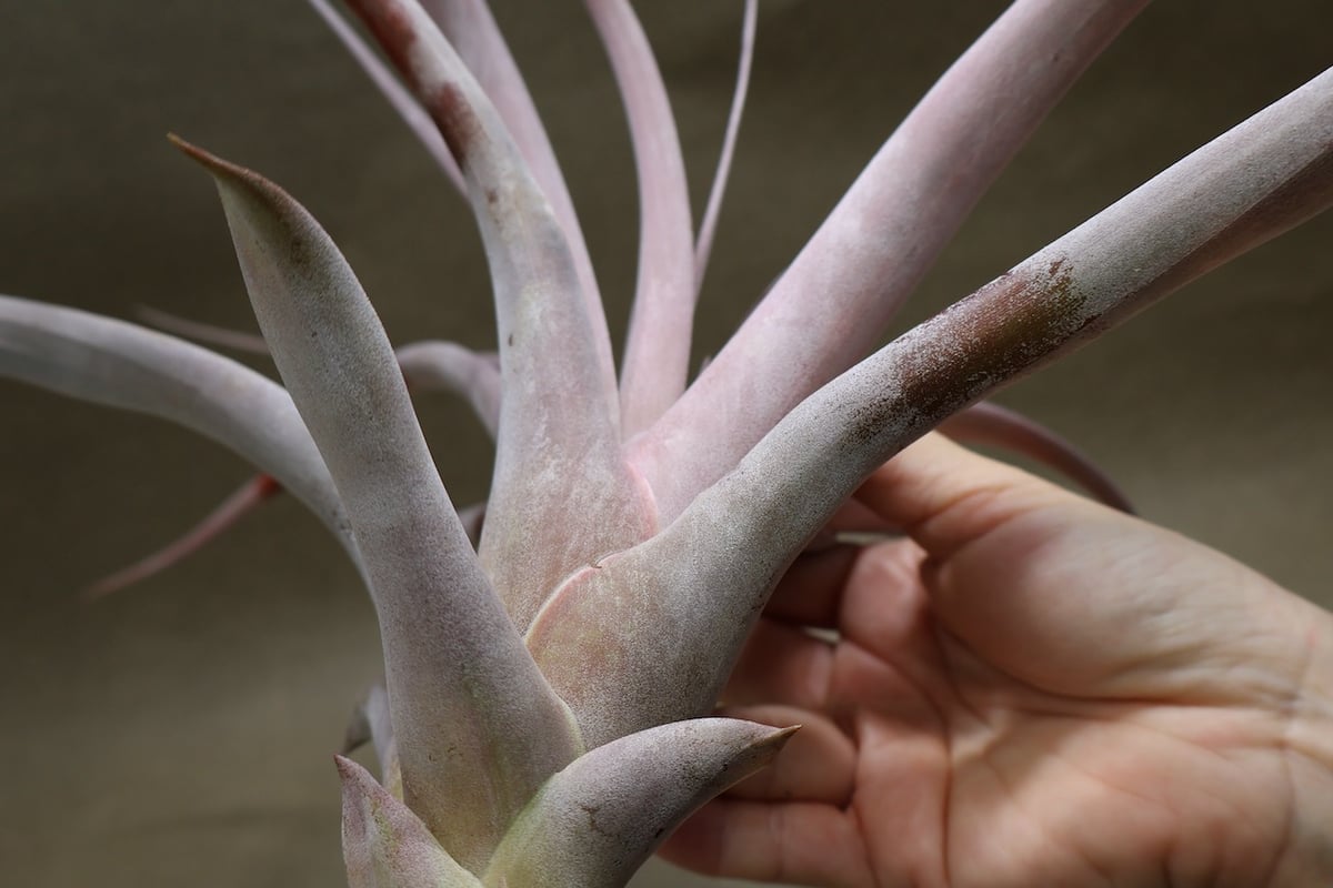 キセログラフィカ ×カピタータ マロン 07号 | air-plants TENGU-DO