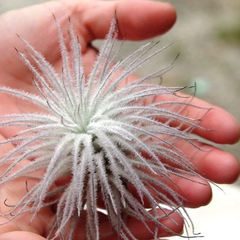 テクトラム | air-plants TENGU-DO