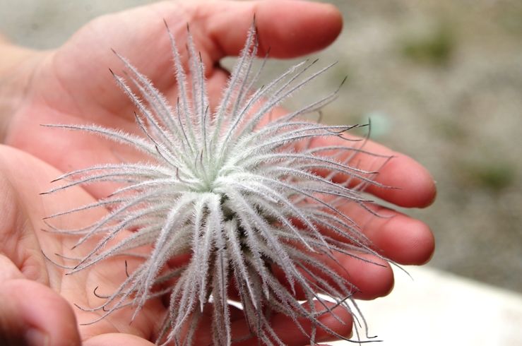 テクトラム | air-plants TENGU-DO