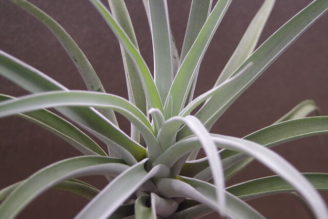 M*s様 現物　チランジア・ハリシー ＸＬ　花付き ハリシー XLサイズ 6号 | air-plants TENGU-DO